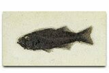 Uncommon Fish Fossil (Mioplosus) - Wyoming #370856-1